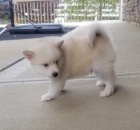 Kr�sn� �t��ata Pomskies na prodej (k��enec sibi�sk� a pomeranian)