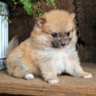 Pomeranian �t��ata k adopci. Jsou o�kovan� a od�erven�.
