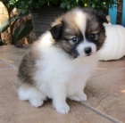 Pomeranian �t��ata k adopci. Jsou o�kovan� a od�erven�.