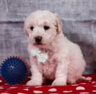 Prod�m �t��ata bi�onka poo. 