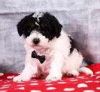 Prod�m �t��ata bi�onka poo. 