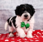 Prod�m �t��ata bi�onka poo. 