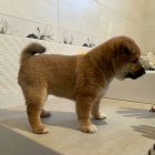 Prod�m �t��ata shiba inu. �t���tka jsou o�kovan�, od�erven� a p�ipravena j�t do nov� rodiny a domova.