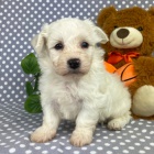 �t��ata bi�onka jsou k dispozici a p�ipravena k prodeji.