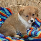 Jemn� �t���tka Welsh Corgi (Pembroke).