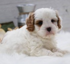 Prod�m �t��ata Cavapoo.