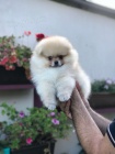 Pomeranian �T��ATA na prodej. 