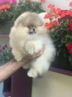 Pomeranian �T��ATA na prodej. 