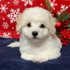 Prod�m �t��ata MaltiPoo