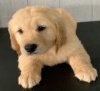 �t���tka zlat�ho retr�vra jsou nyn� k dispozici .Jsem mal� mazl��ek, kter� miluje sv� lidi. Jsem docela charakter. V�m, �e moje roztomil� dov�d�n� si t� poka�d� z�sk�. V�m, jak n�koho rozesm�t. R�da si hraji a nos�m si pol�t�� v noci do postele. Nem��u se