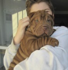 Shar pei �t��ata k adopci.