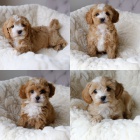 Prod�m zdrav� �t��ata Cavapoo.