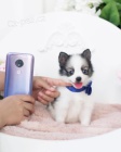 Prod�m kr�sn� �t��ata Pomskies