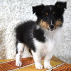 Prod�m zdrav� a kr�sn� �t��ata �eltie