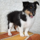 Prod�m zdrav� a kr�sn� �t��ata �eltie