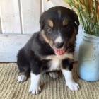 Prod�m o�kovan� a od�erven� �t��ata border kolie pejsek a fenka.