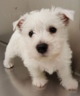 Prod�m mini �t��ata West Highland White Terriers