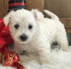 Prod�m mini �t��ata West Highland White Terriers