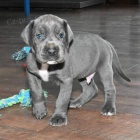 Prod�m �t��ata n�meck� dogy.