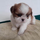 tata shih tzu