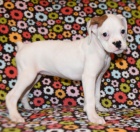 Kr�sn� �t���tka boxera k adopci