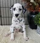 Kr�sn� �t���tka dalmatin� k adopci