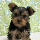 Kr�sn� �t���tka jork��rsk�ho teri�ra k adopci