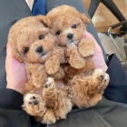 mini samec a samice �t��ata pudla na prodej.