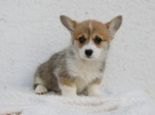 Vel�sk� Corgi Pembroke �t��ata