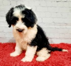 Prod�m �t��ata portugalsk�ho vodn�ho psa. Pouze pro v�n� osoby.