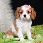 Prodm zdrav a krsn tata Kavalr King Charles Spaniel.