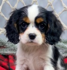 Prodm zdrav a krsn tata Kavalr King Charles Spaniel.