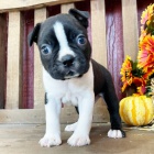 Prod�m �t��ata bostonsk�ho teri�ra