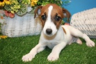 z�skejte na prodej ��asn� a zdrav� �t��ata jack russella.