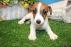 z�skejte na prodej ��asn� a zdrav� �t��ata jack russella.