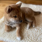 �t��ata shiba inu