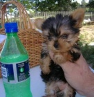 Teacup Yorkie �t��ata.