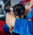 Prod�m kr�sn� mini �t���tka �ivavy