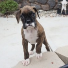 Prod�m �t��ata boxera