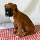 Prod�m ZDRAV� �t��ata boxera