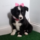 Prod�m �t��ata border kolie.