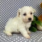 Prod�m �t��ata bi�onka.