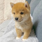 Prod�m �t��ata shiba inu