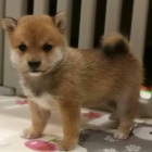 Prod�m zdrav� a o�kovan� �t��ata shiba inu