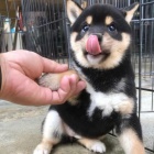 Prod�m zdrav� a o�kovan� �t��ata shiba inu