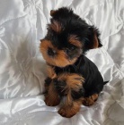 Yorkie �t��ata