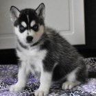 Sibi�sk� husky �t��ata.