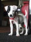 Prod�m zdrav� a o�kovan� �t��ata jack russell teri�ra.