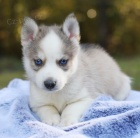 Prod�m zdrav� a o�kovan� �t��ata Pomskies (k��enec sibi�sk� husky a pomeranian)