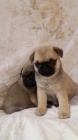 �ern� a b�ov� mops� �t��ata k adopci.